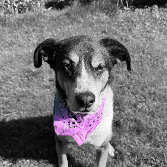 Myla, wearing a violet bandana